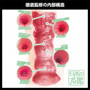 SSI Japan(日本) 日本の名器 Miru 自慰杯