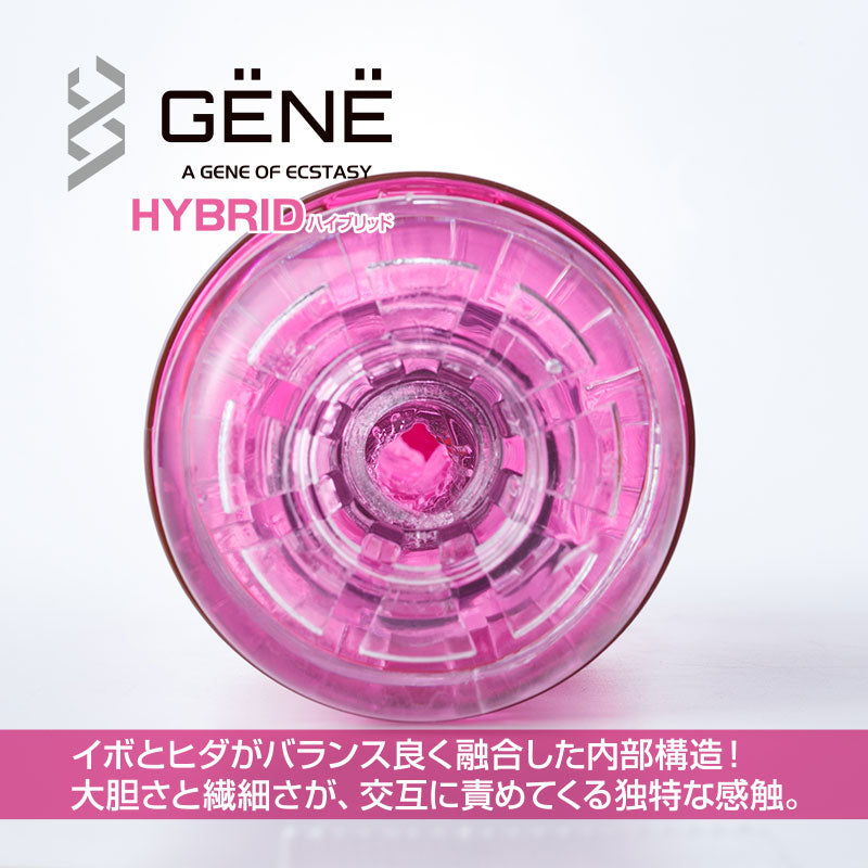 Kuudom(日本) GENE – 自慰杯 橙色/藍色/紫色